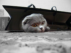 photo "cat's house"