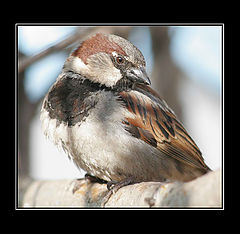 photo "***"