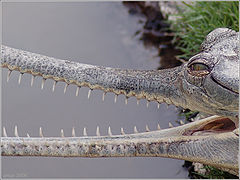 photo "Jurassic park theme"