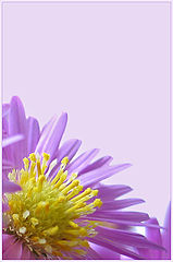 photo "***"
