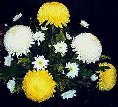 photo "" Chrysanthemums ""