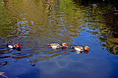 photo "Three Little Ducks"