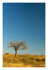 фото "*"
