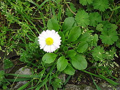 photo "All Alone"