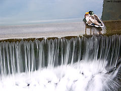 photo "A Duck and a Waterfall"