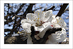 фото "***"