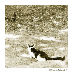 photo "Hunting"