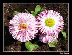 photo "Flower family"