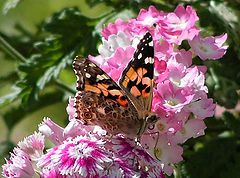 photo "Life is colorful"