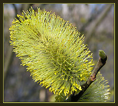 photo "Because Spring!"