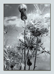 photo "***"