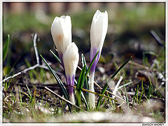 photo "Snowdrop"