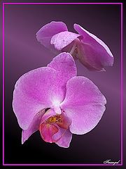 photo "Excotica #1"