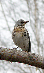 photo "Spring fieldfare portrait"