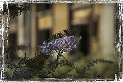 photo "flower"