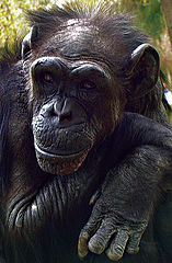 photo "Self-portrait"