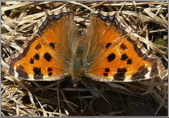 photo "Batterfly Nymphalis polychloros"