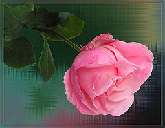 photo "***"