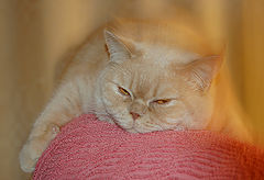photo "My favourite friend."