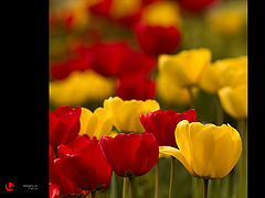 photo "spring"