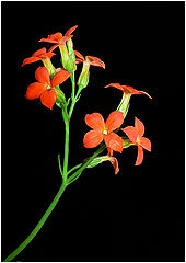 photo "Kalanchoe flowers"