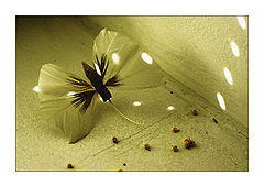 photo "***"