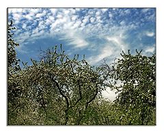photo "Apple trees"