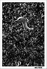 фото "Lonly Bird"