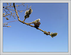 photo "***"