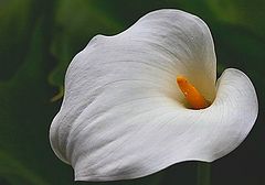 photo "White symphony"