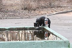 фото "Какой, к черту, имидж??!"