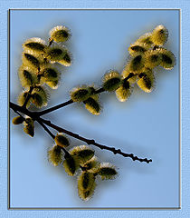 photo "Willow"