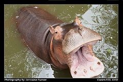 фото "Open Wide"