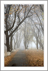 фото "Maple path"