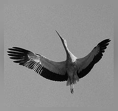 photo "Fuete"