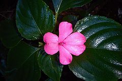 photo "flower"