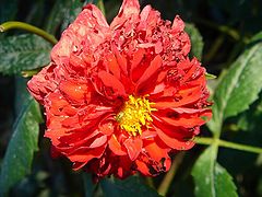 photo "red flower (no idea which one - red, anyway!)"