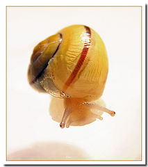 фото "Snail"