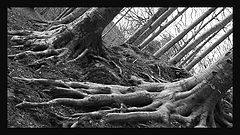 photo "Trees"