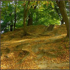 фото "Stairs to heaven"