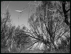 фото "*"