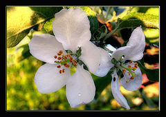 photo "Apple  tree."
