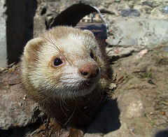 photo "Curious head"
