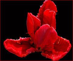 photo "Scarlet flower"
