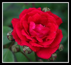 photo "I love you for ever..."