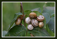 photo "Snails colony"