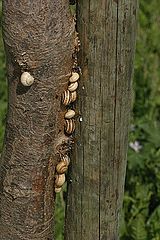 photo "Snails colony II"