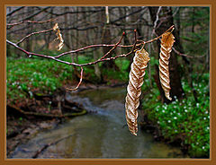 photo "Gold of spring"
