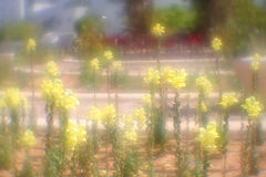 photo "Flowerbed"