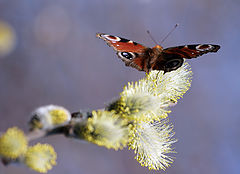 фото "Ноты весны"